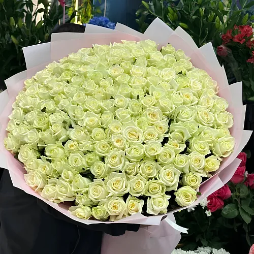 Белая роза 151 шт