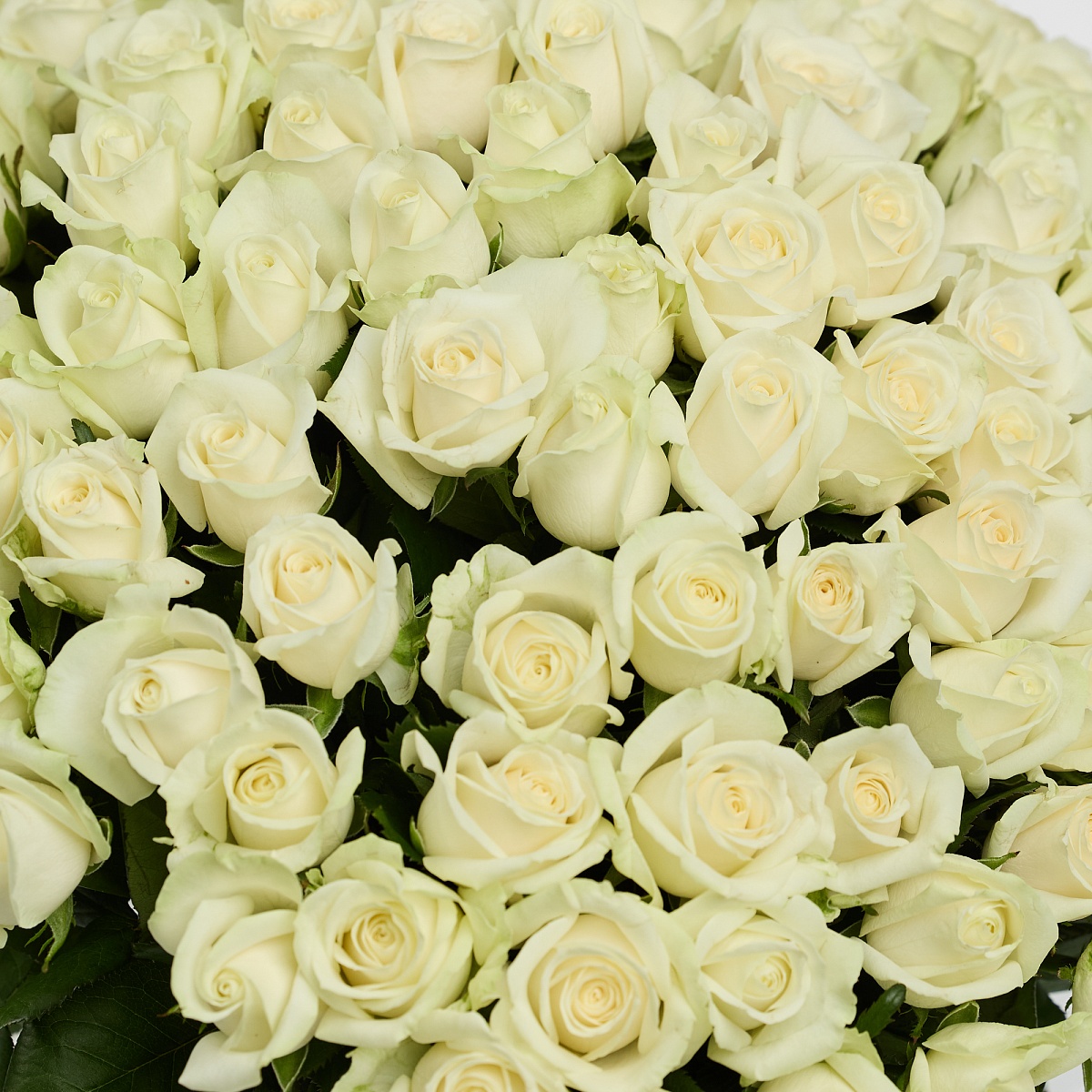 Белая роза 101 шт